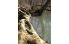Property photo 48 - 137 Acres in 2 Tracts - 64 Tillable Acres, Potential Building Sites, Hunting